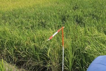 TANAH BENDANG UNTUK DIJUAL 