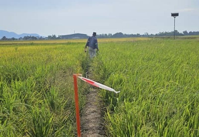 TANAH BENDANG UNTUK DIJUAL 