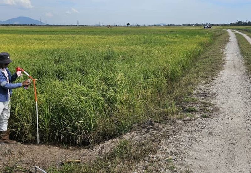 TANAH BENDANG UNTUK DIJUAL 