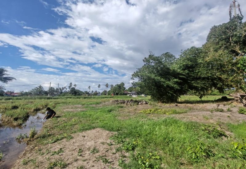 TANAH SAWAH BENDANG + TAPAK RUMAH UNTUK DIJUAL