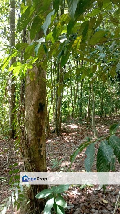 TANAH POKOK ini GETAH SIAP TERES UNTUK DIJUAL, Kedah, Kulim