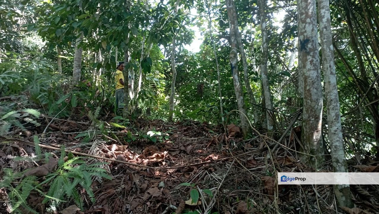 TANAH POKOK ini GETAH SIAP TERES UNTUK DIJUAL, Kedah, Kulim