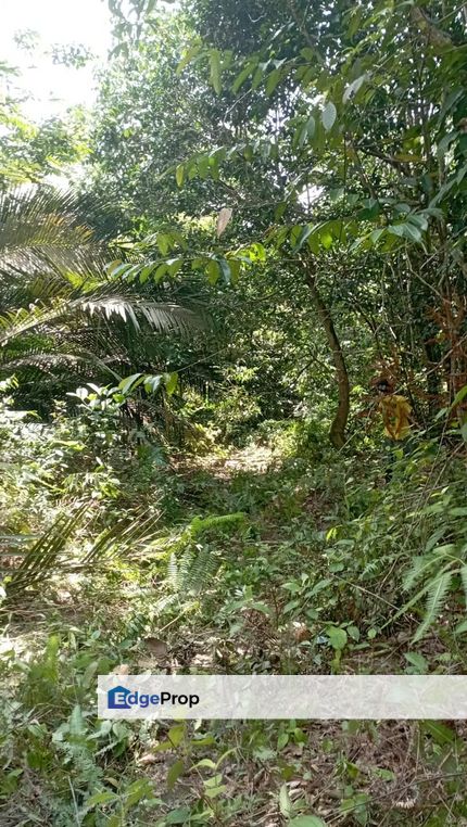 TANAH POKOK ini GETAH SIAP TERES UNTUK DIJUAL, Kedah, Kulim