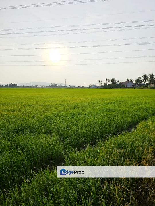 TANAH BENDANG GERAN INDIVIDU UNTUK DI JUAL, Penang, Bertam