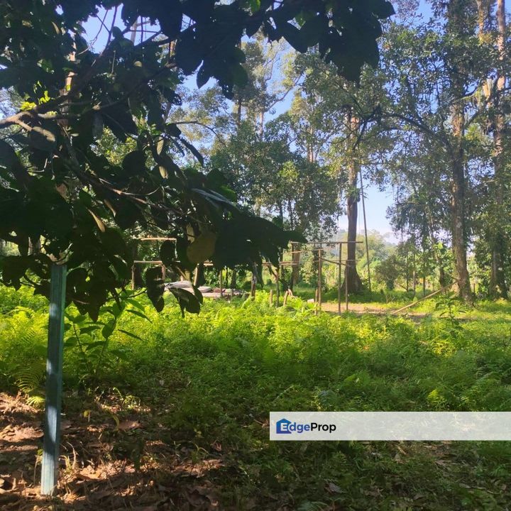 TANAH DURIAN UNTUK DIJUAL, Perak, Taiping