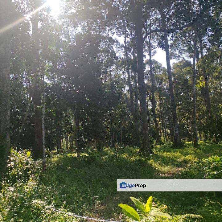 TANAH DURIAN UNTUK DIJUAL, Perak, Taiping