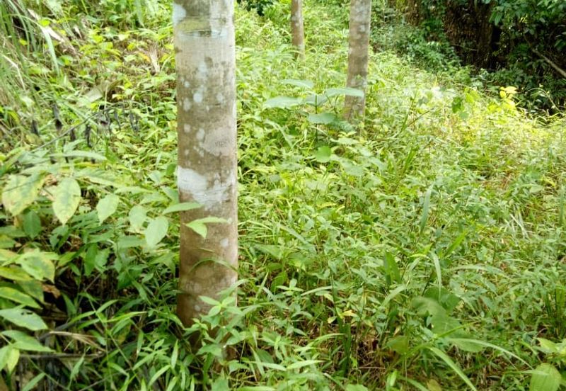 TANAH KEBUN GETAH DI KUALA NERANG UNTUK DIJUAL