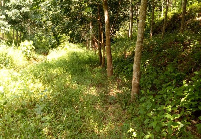 TANAH KEBUN GETAH DI KUALA NERANG UNTUK DIJUAL