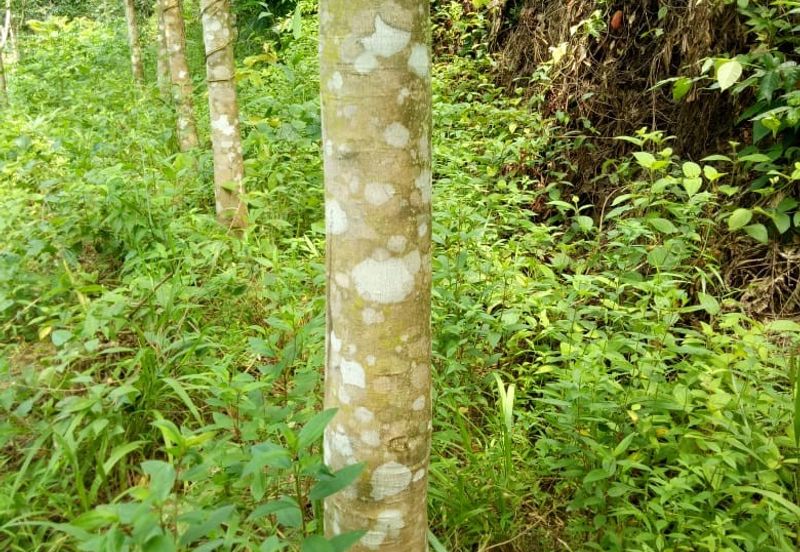 TANAH KEBUN GETAH DI KUALA NERANG UNTUK DIJUAL