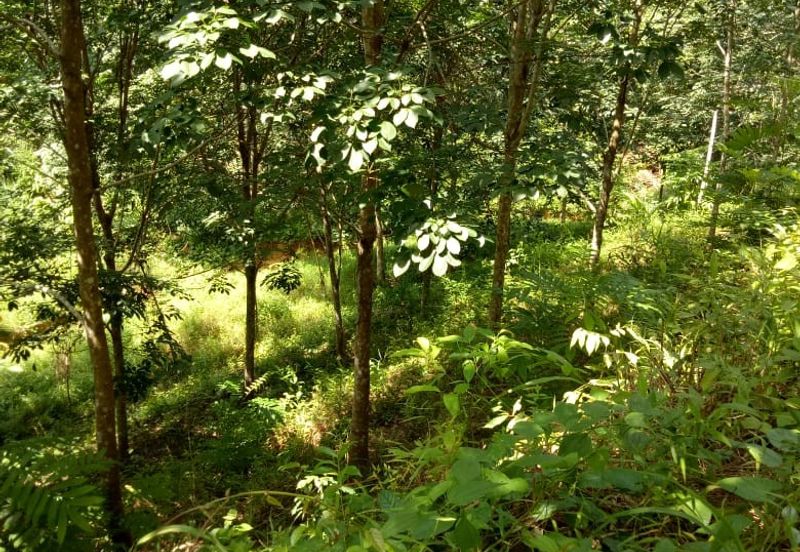 TANAH KEBUN GETAH DI KUALA NERANG UNTUK DIJUAL