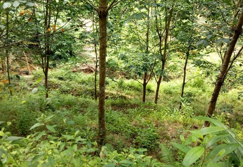 TANAH KEBUN GETAH DI KUALA NERANG UNTUK DIJUAL