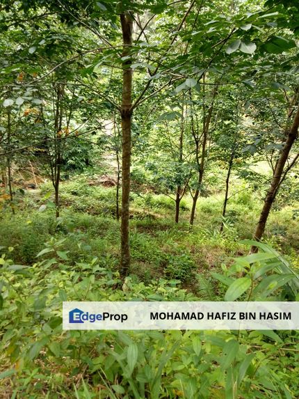 TANAH KEBUN GETAH DI KUALA NERANG UNTUK DIJUAL, Kedah, Kuala Nerang