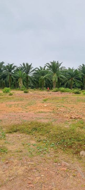 TANAH PERTANIAN DI KUBANG MENERONG KEPALA BATAS PULAU PINANG UNTUK DIJUAL, Penang, Kepala Batas