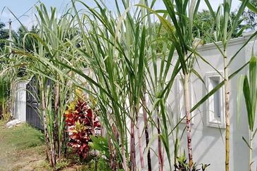 Nibong Tebal, Penang