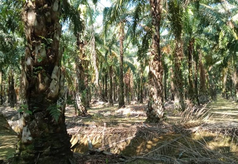 TANAH SAWIT UNTUK DIJUAL KAMPUNG LUAR, MUKIM SIONG, DAERAH BALING, KEDAH DARUL AMAN