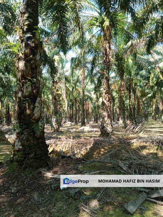 TANAH SAWIT UNTUK DIJUAL KAMPUNG LUAR, MUKIM SIONG, DAERAH BALING, KEDAH DARUL AMAN, Kedah, Baling