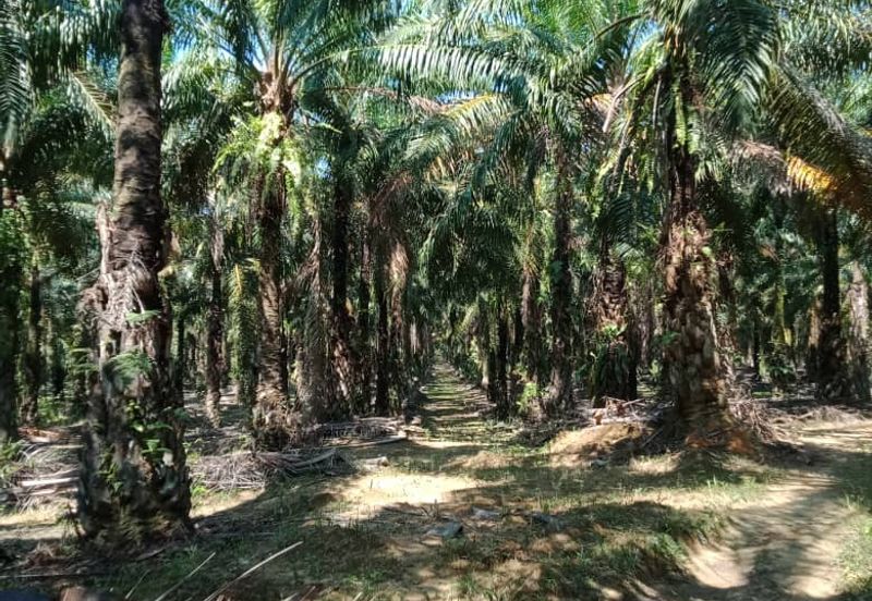 TANAH SAWIT UNTUK DIJUAL KAMPUNG LUAR, MUKIM SIONG, DAERAH BALING, KEDAH DARUL AMAN