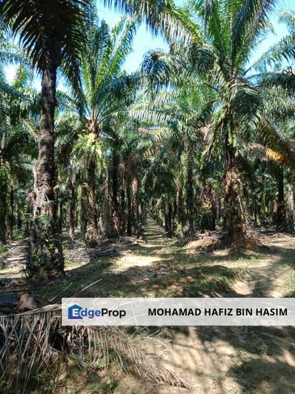 TANAH SAWIT UNTUK DIJUAL KAMPUNG LUAR, MUKIM SIONG, DAERAH BALING, KEDAH DARUL AMAN, Kedah, Baling