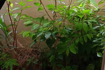 Pangsapuri Delima Intan