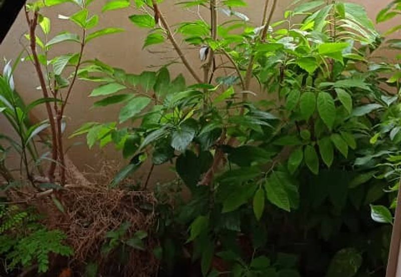 Pangsapuri Delima Intan