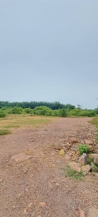 TANAH PERTANIAN KUBANG MENERONG, Kepala Batas, Penang UNTUK DIJUAL !!!, Penang, Kepala Batas