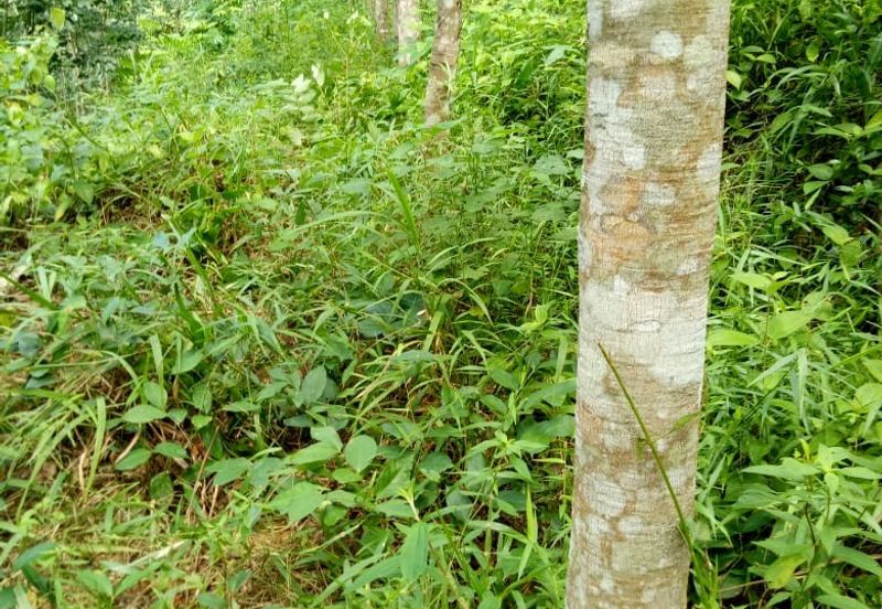 TANAH KEBUN GETAH UNTUK DIJUAL !!! Padang Terap, Sabok, Kuala Nerang, KEDAH DARUL AMAN