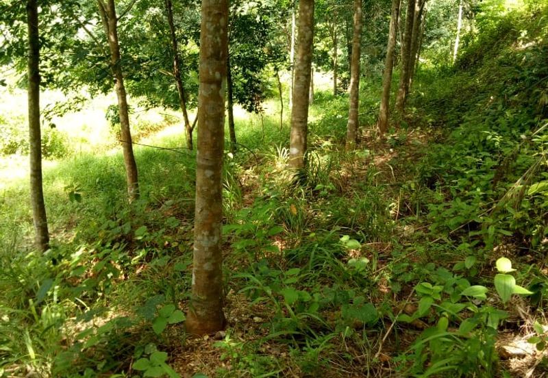 TANAH KEBUN GETAH UNTUK DIJUAL !!! Padang Terap, Sabok, Kuala Nerang, KEDAH DARUL AMAN