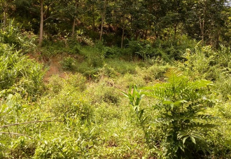 TANAH KEBUN GETAH UNTUK DIJUAL !!! Padang Terap, Sabok, Kuala Nerang, KEDAH DARUL AMAN