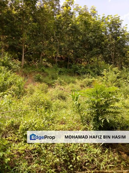 TANAH KEBUN GETAH UNTUK DIJUAL !!! Padang Terap, Sabok, Kuala Nerang, KEDAH DARUL AMAN, Kedah, Kuala Nerang