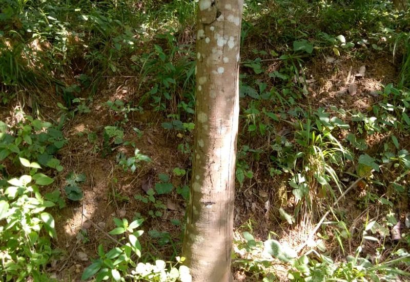 TANAH KEBUN GETAH UNTUK DIJUAL !!! Padang Terap, Sabok, Kuala Nerang, KEDAH DARUL AMAN