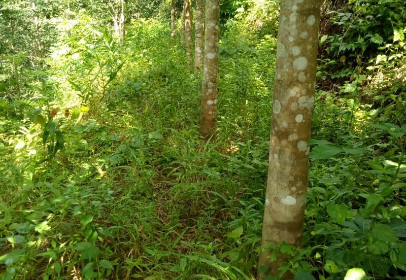 TANAH KEBUN GETAH UNTUK DIJUAL !!! Padang Terap, Sabok, Kuala Nerang, KEDAH DARUL AMAN