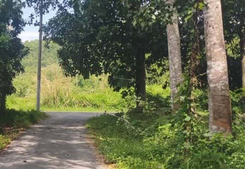 Tanah Untuk Bina Rumah di Kuala Nerang,Kedah Rapat Jalan Utama,Rapat jalan mini tar,Rapat rumah penduduk 