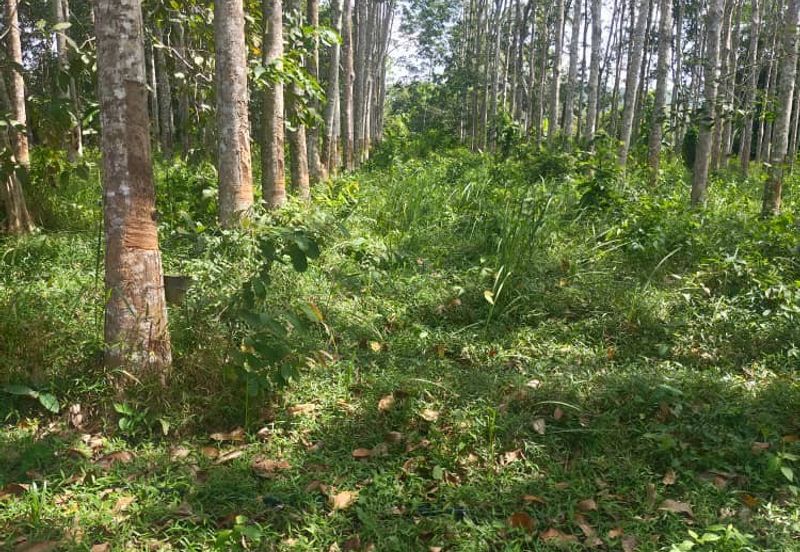 Tanah Untuk Bina Rumah di Kuala Nerang,Kedah Rapat Jalan Utama,Rapat jalan mini tar,Rapat rumah penduduk 