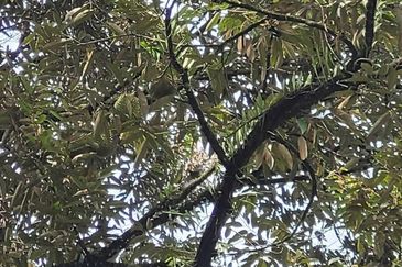 Bandar Utama Batang Kali