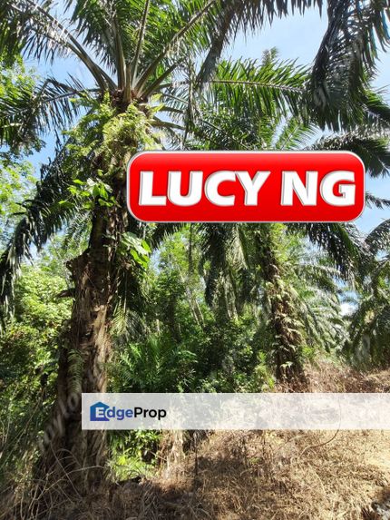 6.85 acres | Agricultural Land | Lenggong | Perak  k, Perak, Hulu Perak
