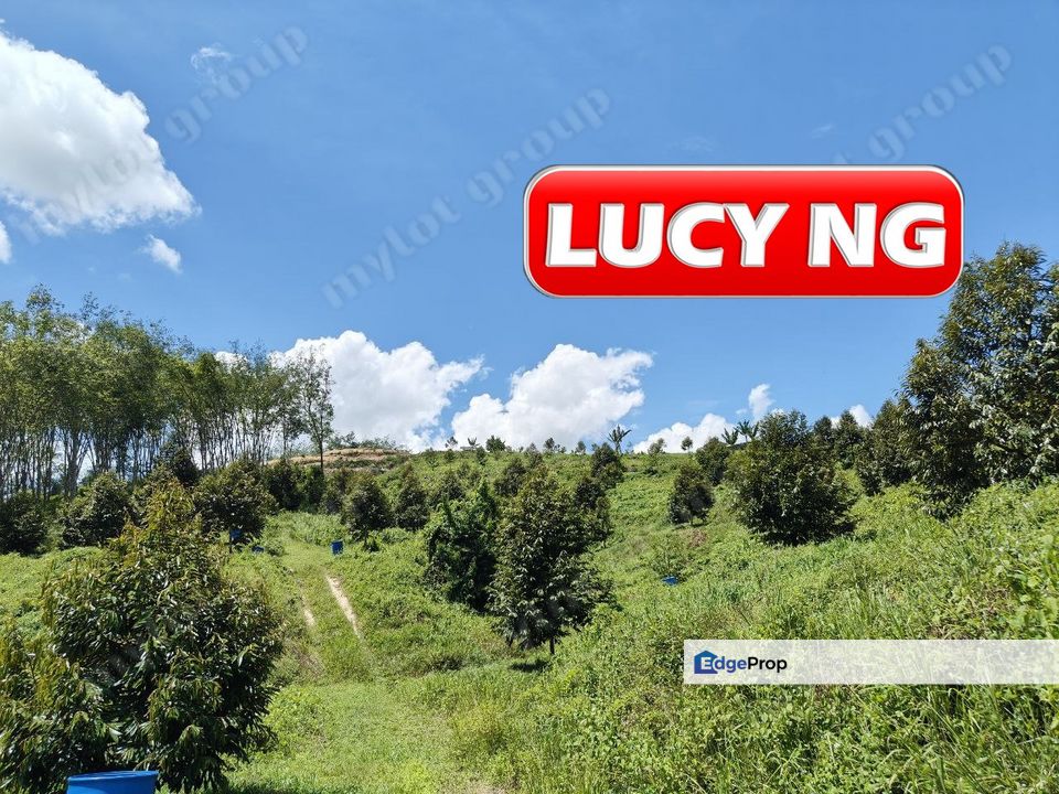 9.9 acres | Durian Farm | Agricultural Land | Lenggong | Perak k, Perak, Hulu Perak
