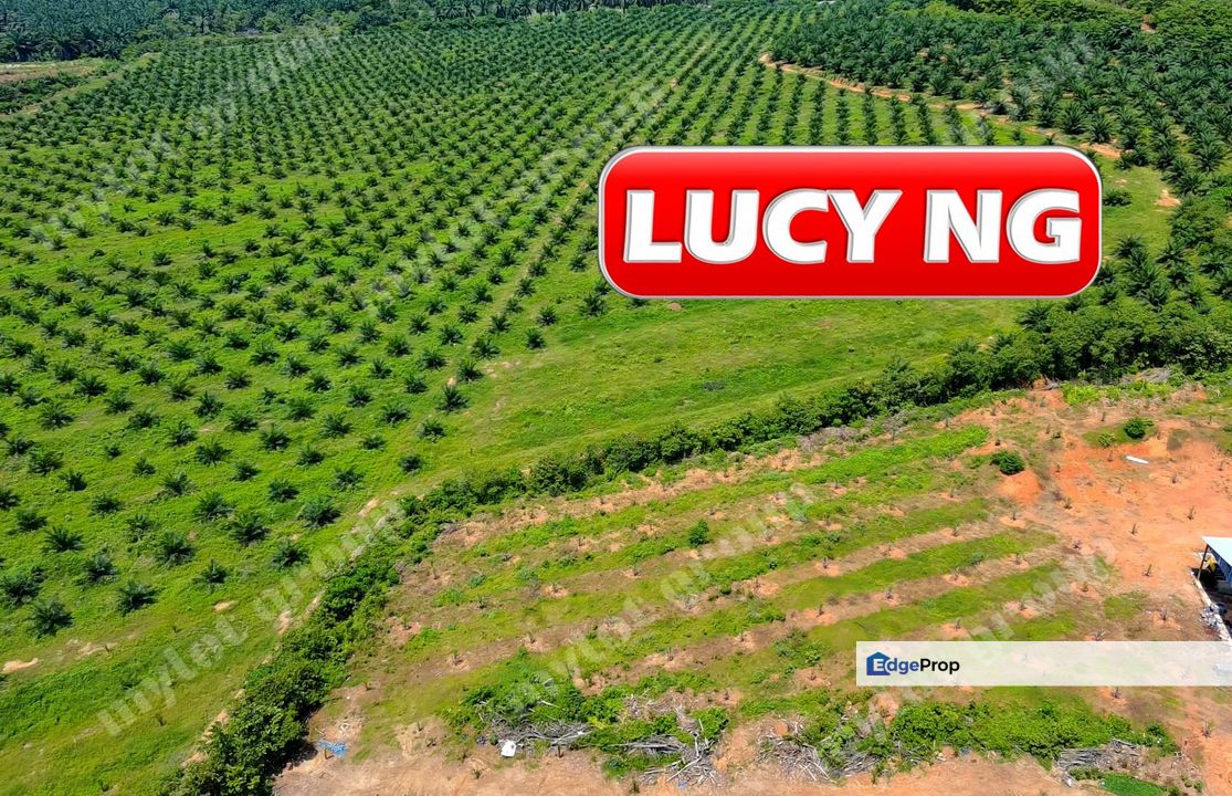 98.95 acres | Residential Land + Agricultural Land Bedong | Kuala Muda | Kedah RM8 psf t, Kedah, Kuala Muda