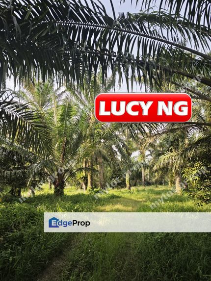 11.375 acres | First Grade | Agricultural Land | Nibong Tebal | Penang  t, Penang, Nibong Tebal