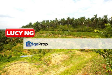 25.83 acres | Orchard Farm | Redang Panjang | Selama | Perak | Durian | Avocado | Passion Fruit, Perak, Batu Kurau