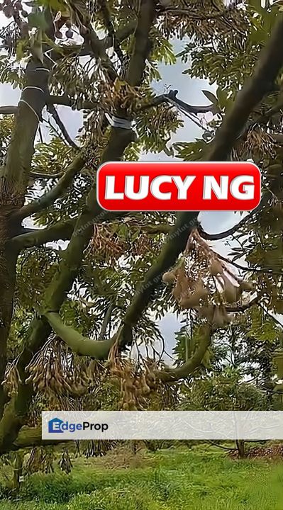 105.56 acres | Black Thorn |  Agricultural Land | Durian Farm | Sungkai | Perak t, Perak, Sungkai