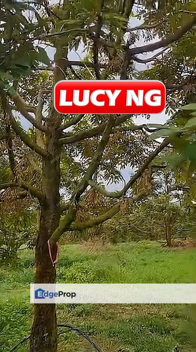 105.56 acres | Black Thorn |  Agricultural Land | Durian Farm | Sungkai | Perak t, Perak, Sungkai