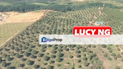 105.56 acres | Black Thorn |  Agricultural Land | Durian Farm | Sungkai | Perak t, Perak, Sungkai