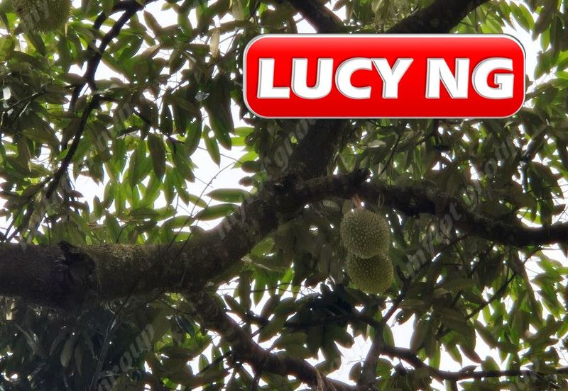 Agriculture Land @ Taiping