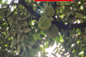 Agriculture Land @ Taiping