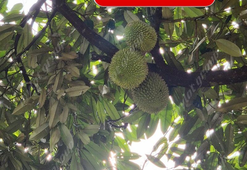 Agriculture Land @ Taiping