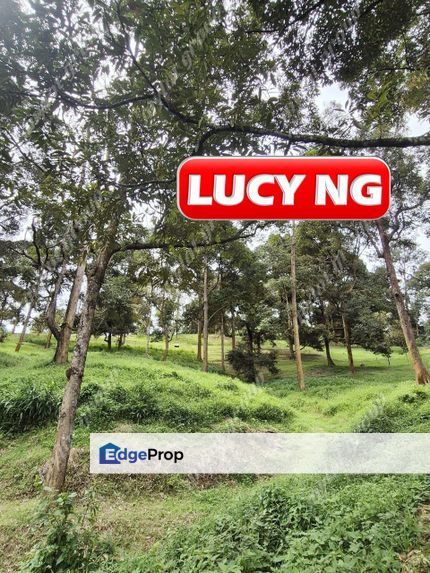 9.18 acre | Old Durian Farm | Taiping | Perak b, Perak, Taiping