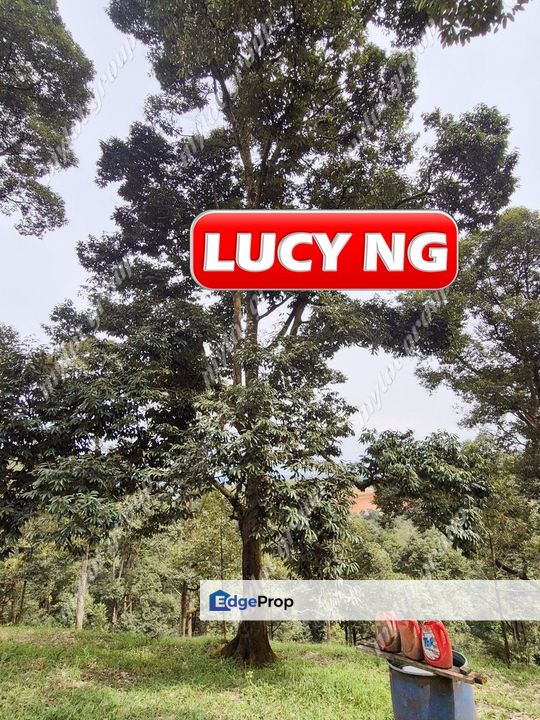 9.18 acre | Old Durian Farm | Taiping | Perak b, Perak, Taiping