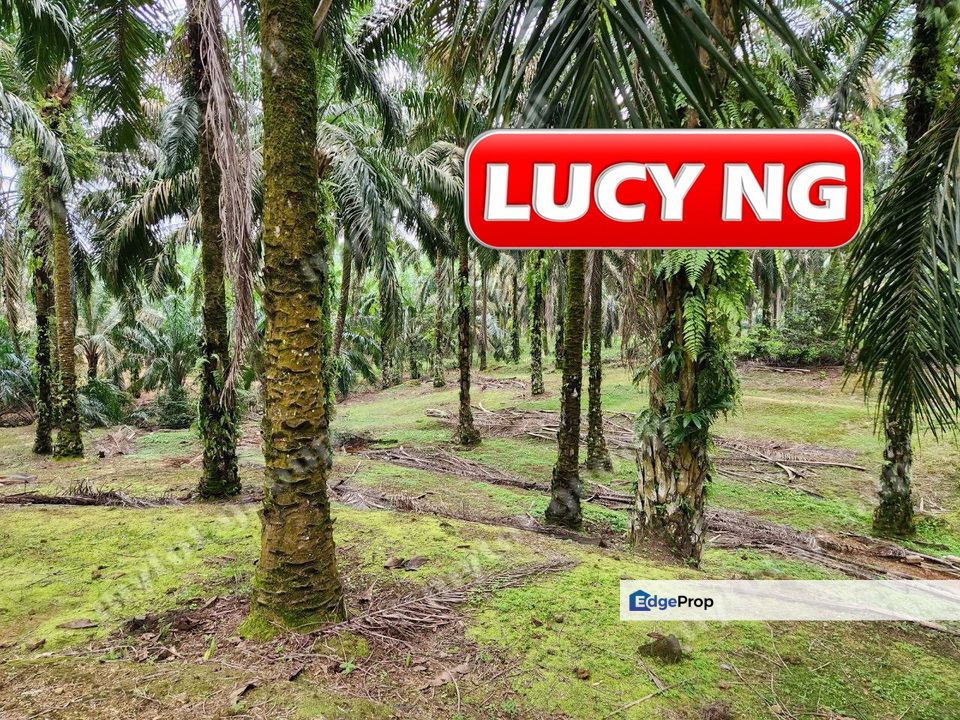 8.457 acres | Agricultural Land | Selama | Perak b, Perak, Selama