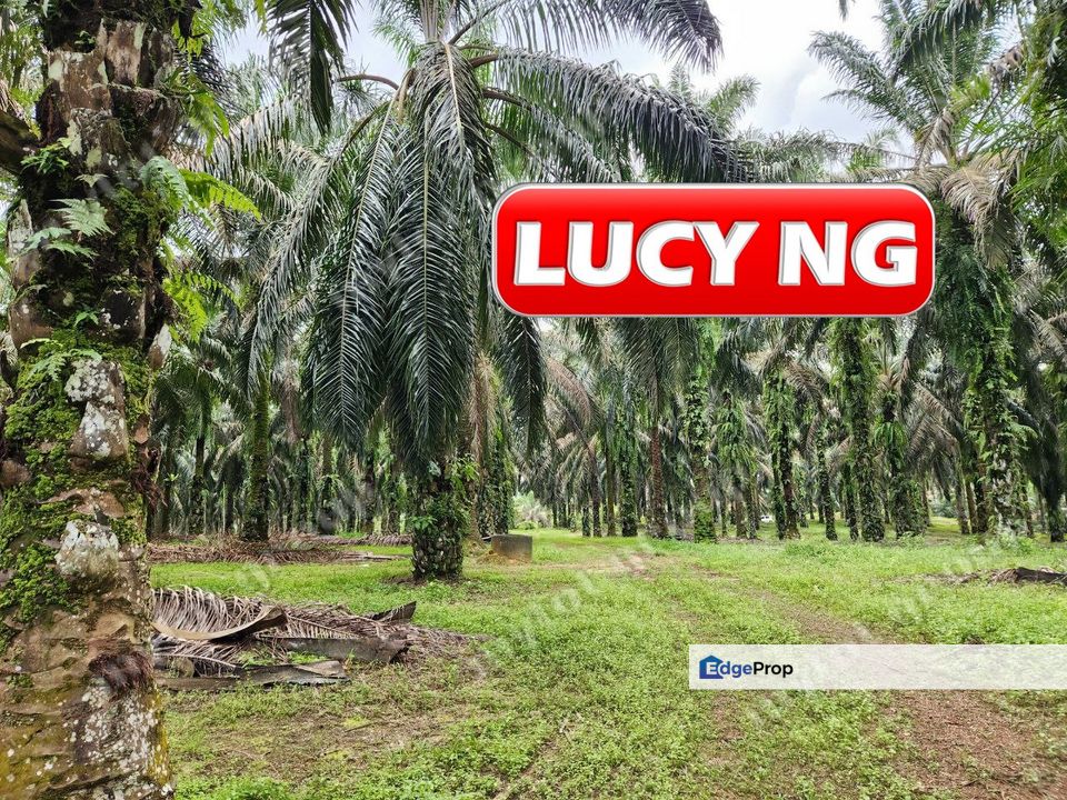 8.457 acres | Agricultural Land | Selama | Perak b, Perak, Selama