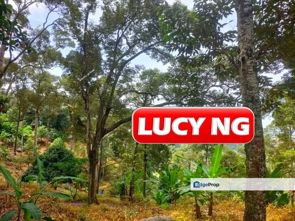 53.13 acre | Durian Farm | Teluk Kumbar | Agricultural Land | Penang t, Penang, Teluk Kumbar